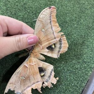 Meet your Posher, Erika